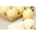 Top Quality Export price Sweet Fresh Chinese Golden Pear Snow Pear